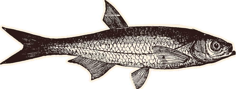Illustration d'un poisson décoratif