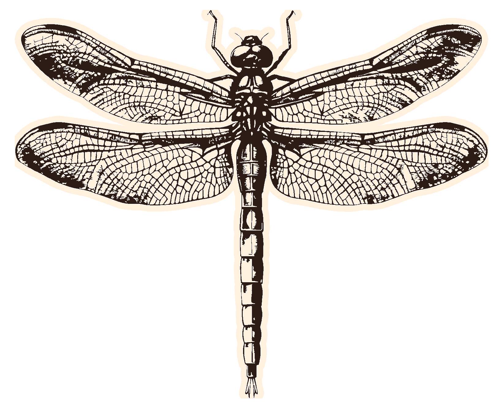 Libellule